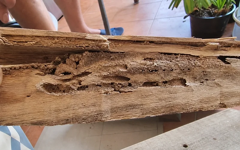 Close-up of termite galleries inside a cut board