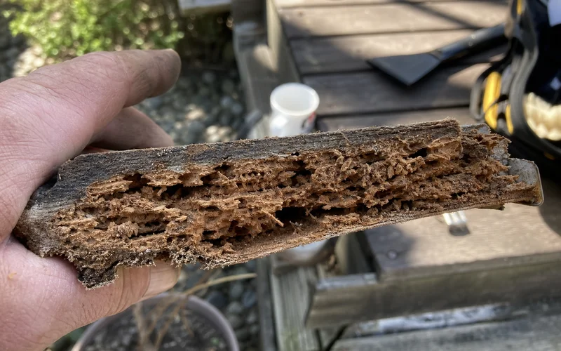 Cross-section of rotted wood showing fungal decay